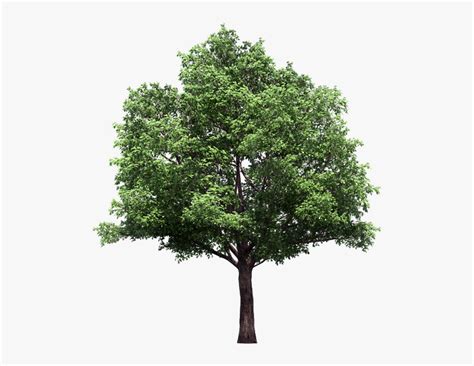 Vector Trees Plan Png - Narra Tree Png, Transparent Png - kindpng