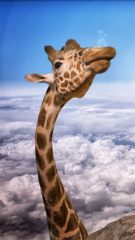 Funny Giraffe Pictures Tumblr