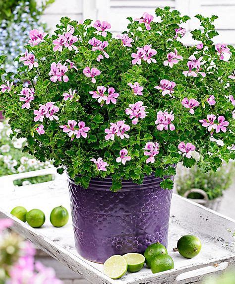 Citrus Geranium Queen Of Lemon X Pot Size Cm Blomster