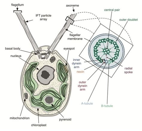 Schematic Of The Cellular Structure Of The Unicellular Green Microalga