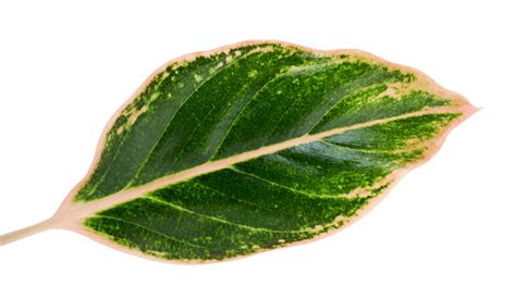 Aglaonema 단풍 녹색 Aglaonema 잎 이국적인 열대 잎 클리핑 경로와 흰색 배경에 고립 0명에 대한 스톡 사진 및