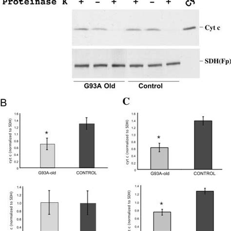 Western Blot Analysis Of Brain Mitochondria Antibodies Directed