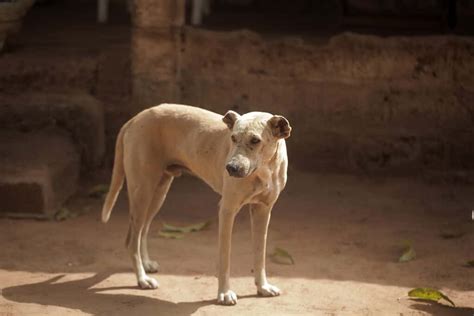 Meet the Fearless African Dogs That Have Protected Families for ...