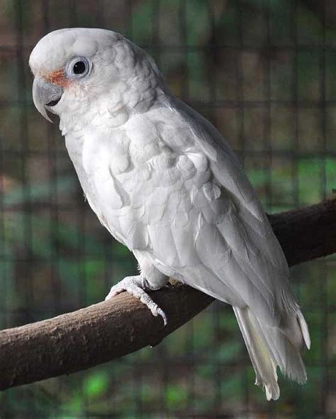 Cockatoo Names - Petnamee