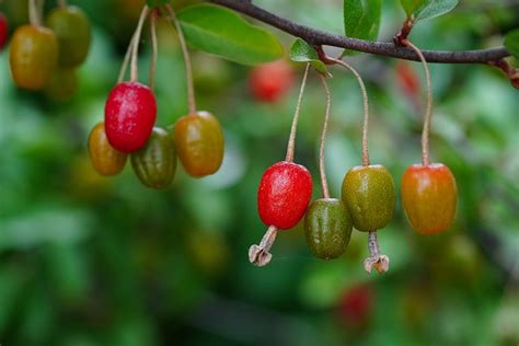 Linden Fruits Tree Free Photo On Pixabay