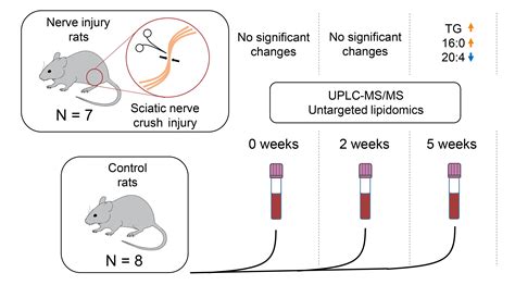 Time-Dependent Effect of Sciatic Nerve Injury on Rat Plasma Lipidome