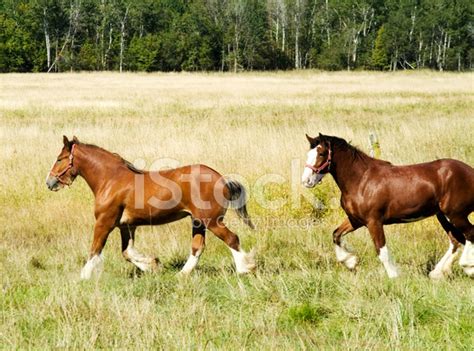 Two Clydesdale Horses Running Stock Photos - FreeImages.com