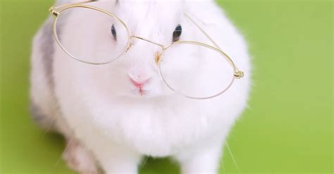 Cute Bunny With Eyeglasses · Free Stock Video