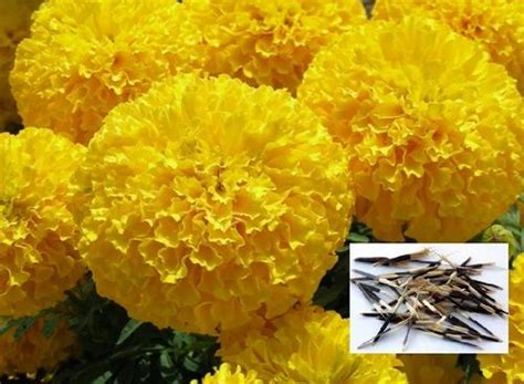 African Marigold Yellow Flower Seeds for Propogation Pack Size: 05 Bags ...