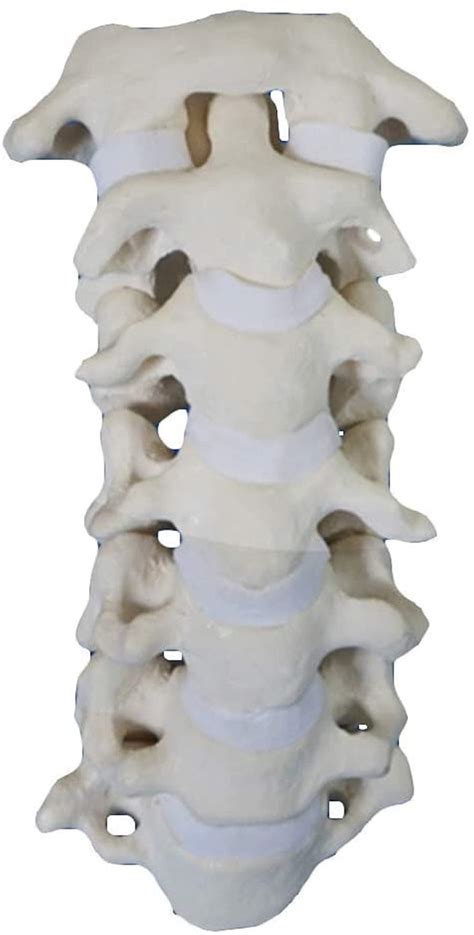 Buy XUELIN 8 Study Model Educational Model Cervical Spine Model Human