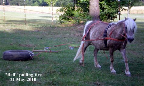 What do you use as a training drag? - Driving Miniature Horses ...