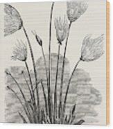 The Cyperus Papyrus Drawing by Peruvian School - Fine Art America