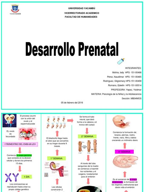 Etapas Del Desarrollo Prenatal Feto El Embarazo