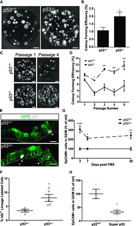 P53 Regulates Proliferation Download Scientific Diagram