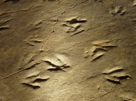 Connecticut State Fossil - Dinosaur Tracks (Eubrontes giganteus ...