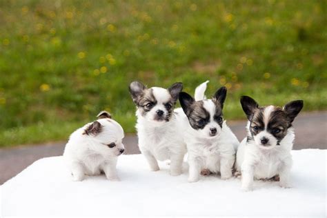 Free photo: Puppies, Chihuahua, Animals, Dogs - Free Image on Pixabay ...