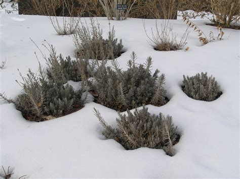 Lavender Bush In Winter - Lavender Plant