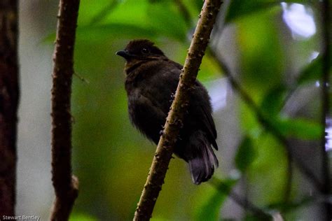 Northern Schiffornis Stewart Bentley Flickr