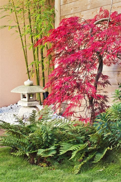 Plant Encyclopedia Japanese Maple Bless My Weeds