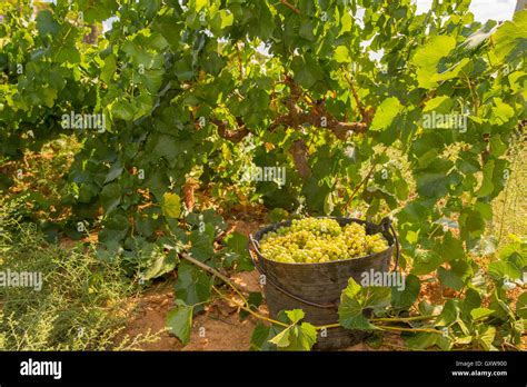 chardonnay harvesting with wine grapes harvest Stock Photo - Alamy