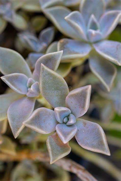 Detail Of Mother Of Pearl Plant Graptopetalum Paraguayense Stock Image