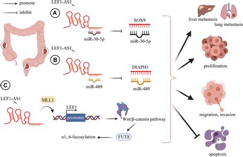 Frontiers Current Research Progress Of The Role Of Lncrna Lef1 As1 In