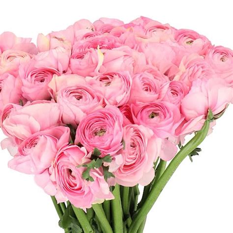 Ranunculus Cloony Blush 40cm Wholesale Dutch Flowers And Florist