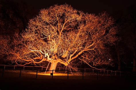 Baum Licht Beleuchtung Kostenloses Foto Auf Pixabay