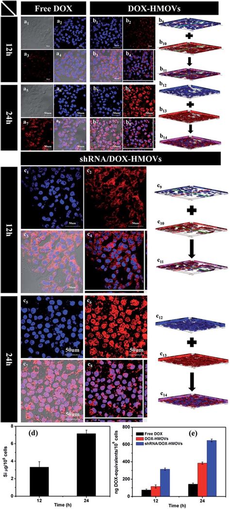 CLSM Images Of MCF 7 ADR Cancer Cells Incubated With Free DOX A 1 A 8