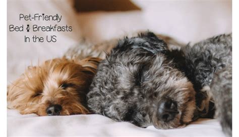 Best Bed and Breakfasts in the U.S. That Welcome Your Dog - DogVills