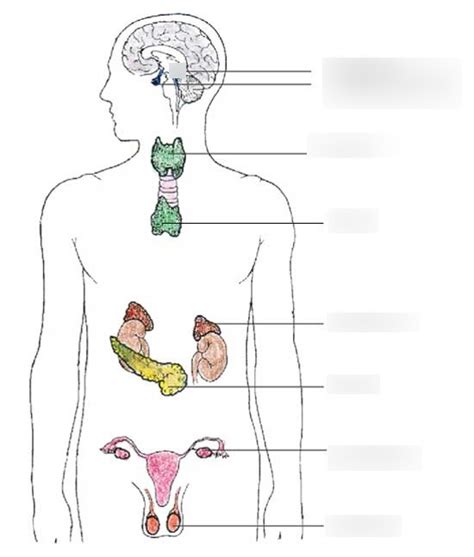 Endocrine System Microscope Diagram Quizlet