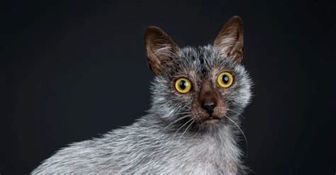 Lykoi Cat - A-Z Animals