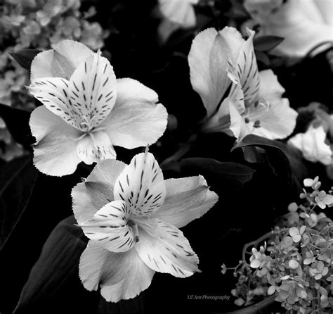 Lilies In Black And White Photograph By Jeanette C Landstrom Fine Art