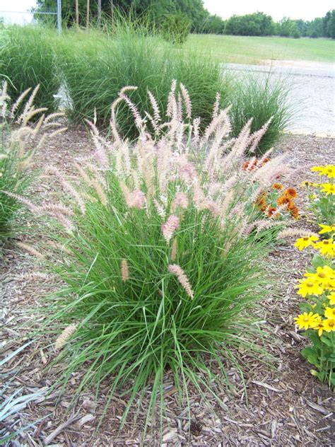 5 raisons de choisir les graminées Jardinier Conseil Sun Garden