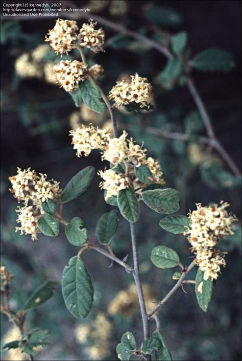 Plantfiles Pictures Pomaderris Species Birch Pomaderris Pomaderris