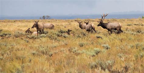 Wyoming Elk Herd Photograph by Jennifer Ancker | Pixels