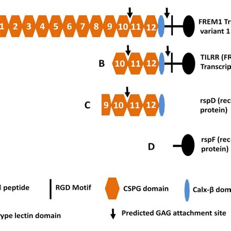 5: Diagram of FREM1 variants and recombinant proteins. A) Full-length... | Download Scientific ...