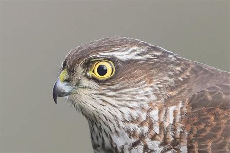 Monday Nd August Cornwall Birds Cbwps