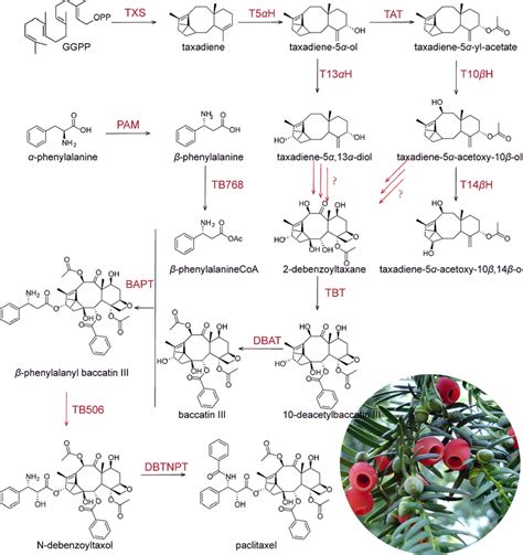 The Biosynthetic Pathway Of Paclitaxel Red Arrows Represent Unknown Download Scientific