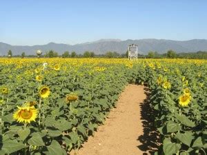 I 24 giardini labirinto più belli del mondo Fito