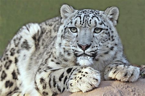 Snow Leopards Return From The Brink Of Extinction Earth