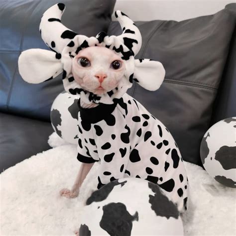 Cow Cat Costume | Sphynx Cat Cow Shirt, Cat and Cow Clothing