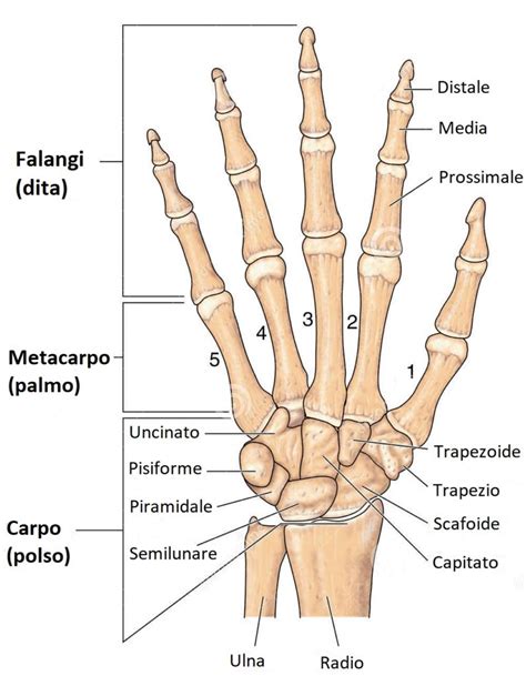 Lo Scheletro Degli Arti Superiori Scienza Facile