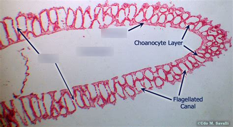 Grantia Porifera Slide Diagram Quizlet