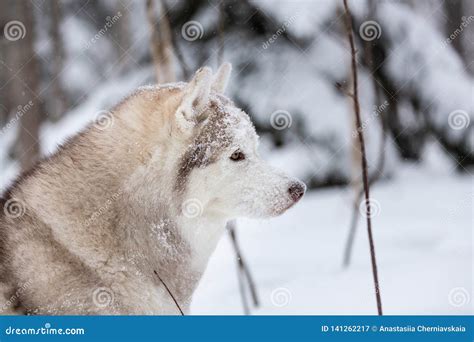 Husky Siberiano Beige Hermoso Feliz Y Libre De La Raza Del Perro Que