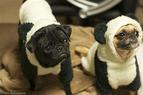 15 Cutest Pug Costumes - profascinate