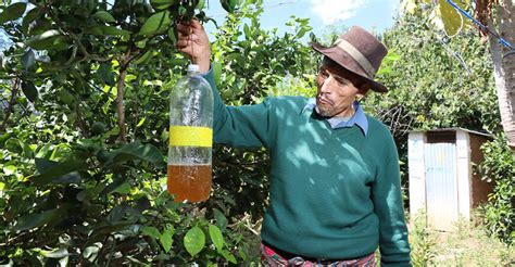 Entregan M S De Litros De Cebo T Xico A Fruticultores De Ayacucho