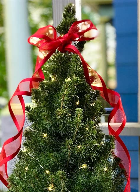 Christmas Tree Live Miniature in Basket with Lights — Live Christmas Wreaths + Live Trees ...