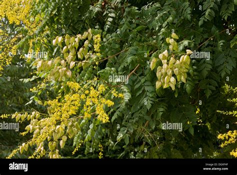 Golden Rain Tree Or Pride Of India Koelreuteria Paniculata In Flower