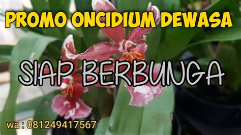 PROMO ANGGREK ONCIDIUM Kondisi Dewasa Siap Berbunga YouTube